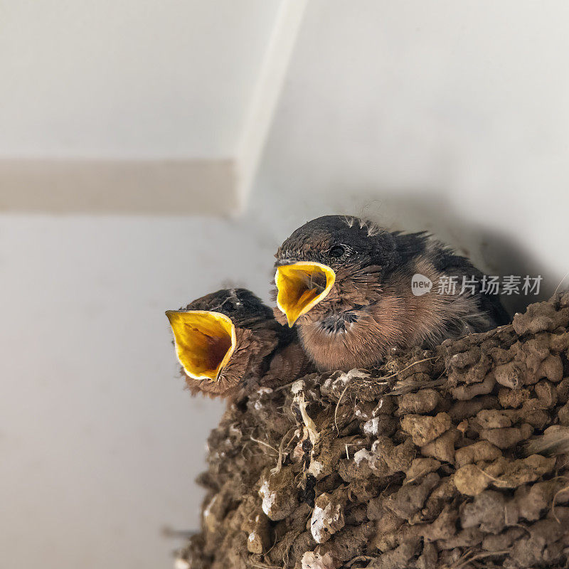 迎新燕子(Hirundo neoxena)